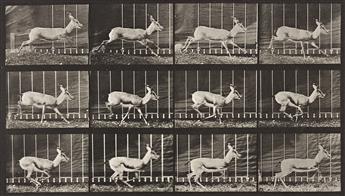 EADWEARD MUYBRIDGE (1830-1904) A selection of 4 plates depicting animals from Animal Locomotion.